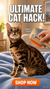 Steamy Spray Cat Brush